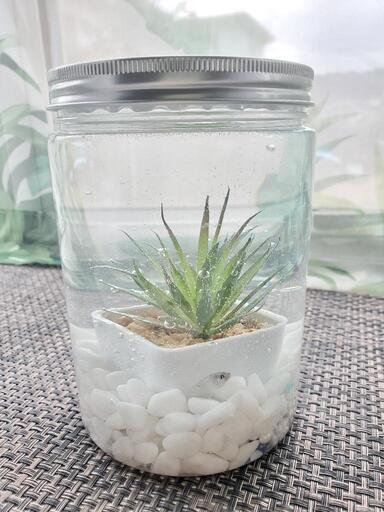 メダカお洒落な容器で販売いたします Mama 木更津のその他の中古あげます 譲ります ジモティーで不用品の処分 メダカお洒落な容器で販売いたします Mama 木更津のその他の中古あげます 譲ります ジモティーで不用品の処分