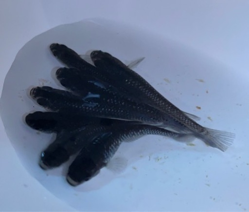 ブラックダイヤ 改良品種めだか なかひらぼめだか 中頭の家具の中古あげます 譲ります ジモティーで不用品の処分 ブラックダイヤ 改良品種めだか なかひらぼめだか 中頭の家具の中古あげます 譲ります ジモティーで不用品の処分