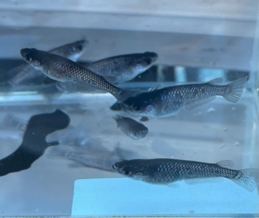 ブラックダイヤ 改良品種めだか なかひらぼめだか 中頭の家具の中古あげます 譲ります ジモティーで不用品の処分 ブラックダイヤ 改良品種めだか なかひらぼめだか 中頭の家具の中古あげます 譲ります ジモティーで不用品の処分