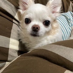 犬友達募集 メンバー募集 ジモティー