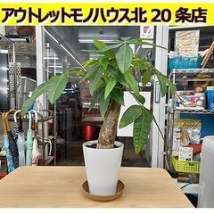 札幌【ミニ観葉植物 パキラ?】高さ52cm 西海岸風インテリア ...