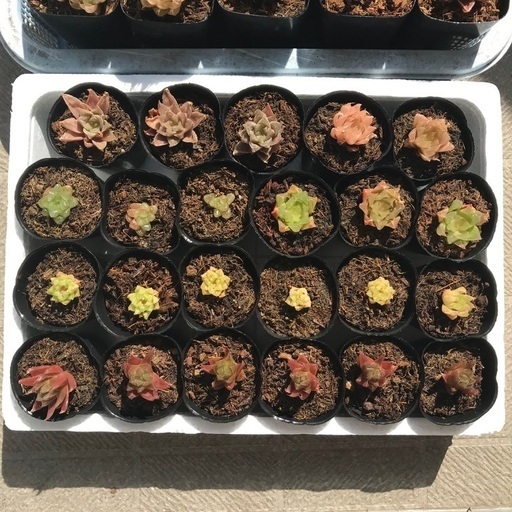 【返信不可】多肉植物 ハオルチア