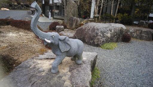 がんばる！象