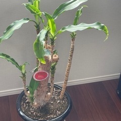 観葉植物　幸福の木　鉢付き