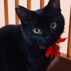 里親急募集　ジジ🐈似の黒猫　推定7か月の男の子です