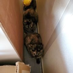 サビ猫ちゃんの里親募集