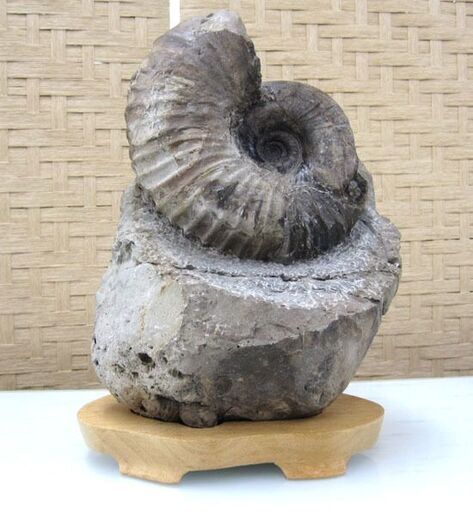 化石 アンモナイト 台付 約8kg 北海道 札幌市手稲区 | procomm.ca