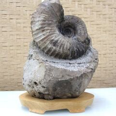 化石 アンモナイト 台付 約8kg 北海道 札幌市手稲区