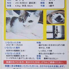 知多市近郊で迷い猫の情報をお願いいたします！