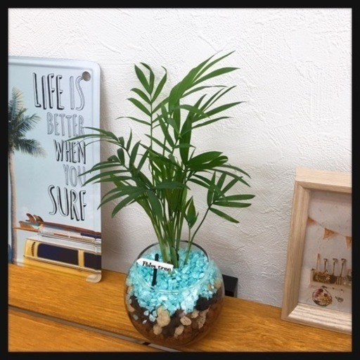 観葉植物 テーブルヤシハイドロカルチャーd1 Kal 那覇の生活雑貨の中古あげます 譲ります ジモティーで不用品の処分 観葉植物 テーブルヤシハイドロカルチャーd1 Kal 那覇の生活雑貨の中古あげます 譲ります ジモティーで不用品の処分
