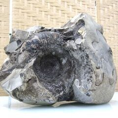 化石 アンモナイト 約16kg 北海道 札幌市手稲区