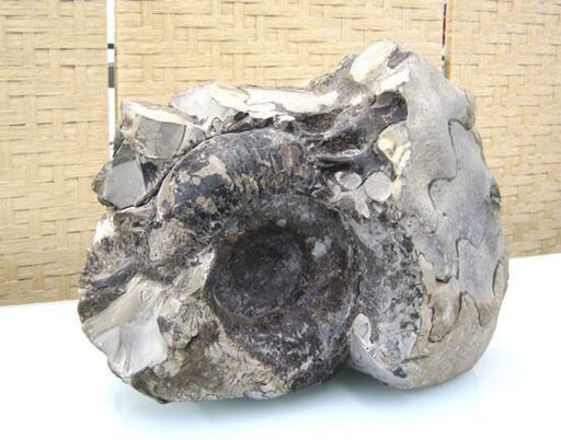 化石 アンモナイト 約16kg 北海道 札幌市手稲区