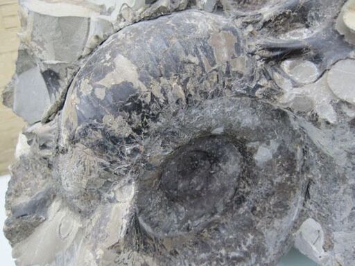 化石 アンモナイト 約16kg 北海道 札幌市手稲区