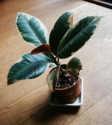 観葉植物ゴムの木フィカスティネケ Ku 西荻窪のその他の中古あげます 譲ります ジモティーで不用品の処分