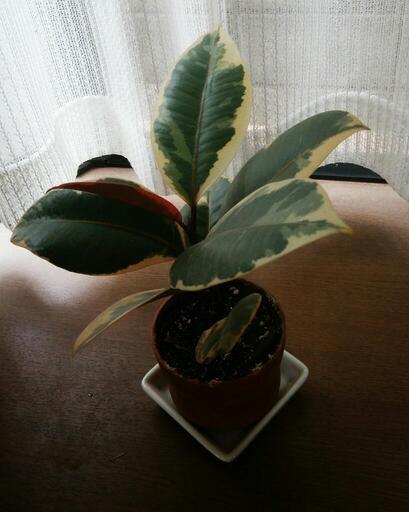 観葉植物ゴムの木フィカスティネケ Ku 西荻窪のその他の中古あげます 譲ります ジモティーで不用品の処分
