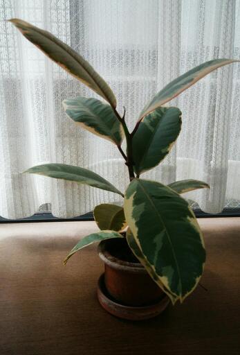 観葉植物ゴムの木フィカスティネケ Ku 西荻窪のその他の中古あげます 譲ります ジモティーで不用品の処分