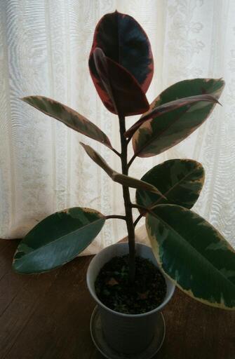 観葉植物ゴムの木フィカスティネケ Ku 西荻窪のその他の中古あげます 譲ります ジモティーで不用品の処分