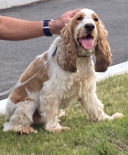 一時 受付中止します 2歳 イングリッシュ コッカー スパニエル オス 彡 難あり 噛み癖あり お子様家庭危険 遠方実費送迎可 Bxbureiku 武蔵藤沢の犬の里親募集 ジモティー