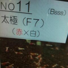 Bsss 　水槽No11 　選別外　 太極（F7） ｼｭﾘﾝﾌﾟ...