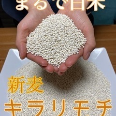 【ネット決済・配送可】もち麦　キラリモチ　1kg 新麦