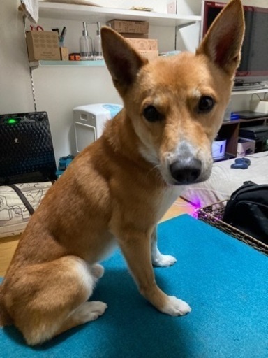 柴系雑種の里親募集 チョリ 中頭のその他の里親募集 ジモティー