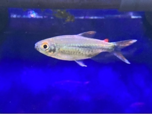 熱帯魚 ブリコノプスsp 2匹