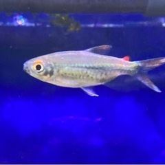 熱帯魚 ブリコノプスsp 2匹