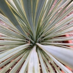 ユッカ ロストラータ　TR35 発根済 ユッカロストラータ 発根済み