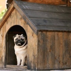 犬小屋を譲ってください。