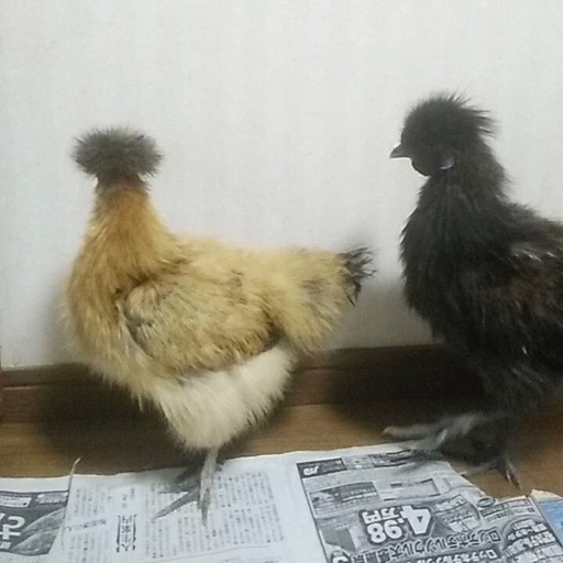 烏骨鶏オス メス 21年11月生まれ Kaimama 陸前落合のその他の里親募集 ジモティー