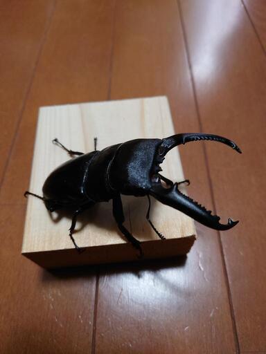 パラワンヒラタクワガタ♂105mm