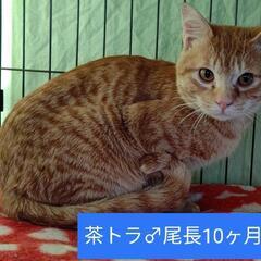 10ヶ月茶トラ♂里親様決定しました。♥