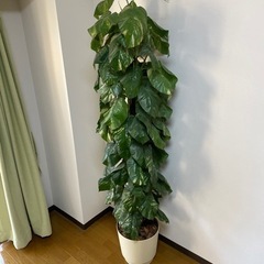 【25日の昼頃】観葉植物/フェイクグリーン/置物