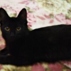 2月20日(日)三鷹で猫の譲渡会♥️♥️大人猫特集　黒猫男の子生後7ヶ月性格柔らか🌷 - 三鷹市