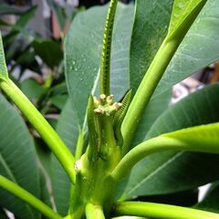 プルメリ開花中 大株 2月19日写真更新