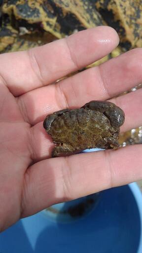 生き物 自然を愛する人の集い 名前は仮称 ボン蔵 大阪難波のその他のメンバー募集 無料掲載の掲示板 ジモティー