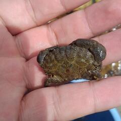 生き物 自然を愛する人の集い 名前は仮称 ボン蔵 大阪難波のその他のメンバー募集 無料掲載の掲示板 ジモティー