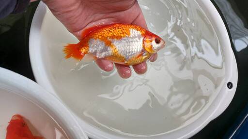 金魚明け二歳三尾和金更紗 はさ 加美のその他の中古あげます 譲ります ジモティーで不用品の処分