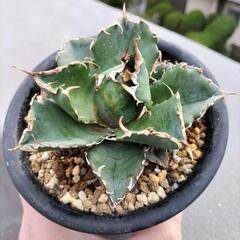 アガベ チタノタ 白鯨 中株 現品 アガベチタノタ白鯨 中株 鉢付き（WW-03） | アガベ専門店 モンスター