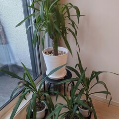 4つのドラセナ植物