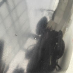 ハイエース　ボンネットカバー（バッドフェイス）