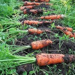 【ネット決済・配送可】　大阪のオカンが作った無農薬有機栽培野菜