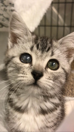 アメリカンショートヘア 子猫ちゃん アゴはネコでお世話 里親募集中 アゴはネコ代々木 新宿の猫の里親募集 ジモティー アメリカンショートヘア 子猫ちゃん アゴはネコでお世話 里親募集中 アゴはネコ代々木 新宿の猫の里親募集 ジモティー