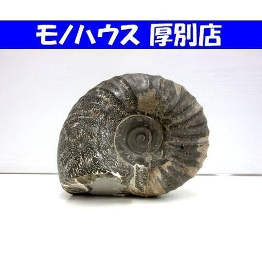 化石 アンモナイト 幅18.0cm 高さ15.5cm 奥行12.0cm 約3.5kg ノジュール 置物 標本 自然インテリア コレクション 北海道 札幌市 厚別区 化石 アンモナイト 幅18.0cm 高さ15.5cm 奥行12.0cm 約3.5kg