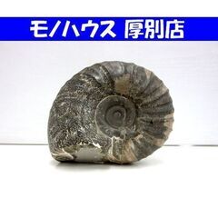化石 アンモナイト 幅18.0cm 高さ15.5cm 奥行12.0cm 約3.5kg ノジュール 置物 標本 自然インテリア コレクション 北海道 札幌市 厚別区