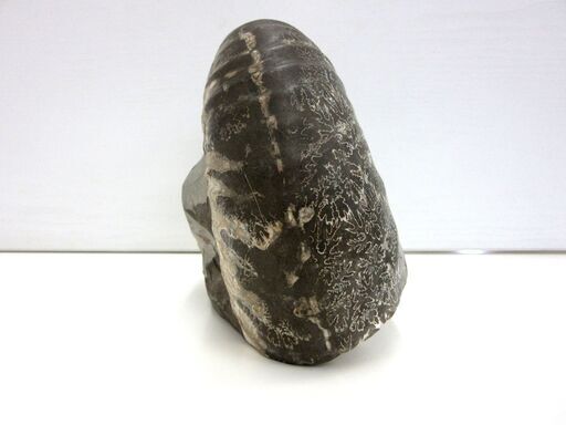 化石 アンモナイト 幅18.0cm 高さ15.5cm 奥行12.0cm 約3.5kg