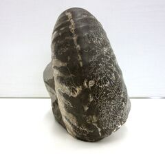 化石 アンモナイト 幅18.0cm 高さ15.5cm 奥行12.0cm 約3.5kg ノジュール 置物 標本 自然インテリア コレクション 北海道 札幌市 厚別区