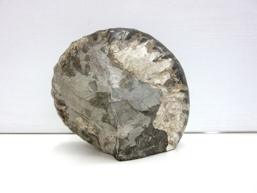 化石 アンモナイト 幅18.0cm 高さ15.5cm 奥行12.0cm 約3.5kg