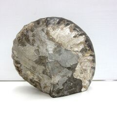 化石 アンモナイト 幅18.0cm 高さ15.5cm 奥行12.0cm 約3.5kg ノジュール 置物 標本 自然インテリア コレクション 北海道 札幌市 厚別区