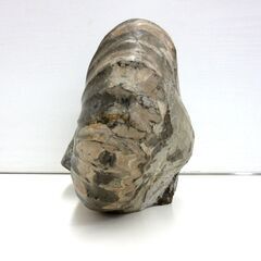 化石 アンモナイト 幅18.0cm 高さ15.5cm 奥行12.0cm 約3.5kg ノジュール 置物 標本 自然インテリア コレクション 北海道 札幌市 厚別区